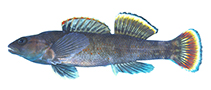 Image of Etheostoma jordani (Greenbreast darter)