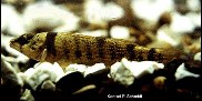 Image of Etheostoma juliae (Yoke darter)