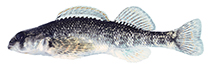 Image of Etheostoma kanawhae (Kanawha darter)