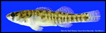 Image of Etheostoma lepidum (Greenthroat darter)