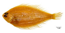 Image of Etropus longimanus 