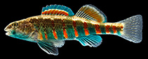 Image of Etheostoma luteovinctum (Redband darter)