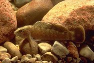 Image of Etheostoma maculatum (Spotted darter)