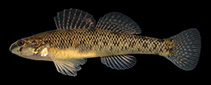 Image of Etheostoma nigrum (Johnny darter)