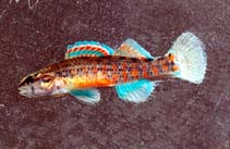 Image of Etheostoma nuchale (Watercress darter)