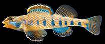 Image of Etheostoma obama (Spangled darter)