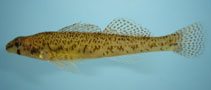 Image of Etheostoma olmstedi (Tessellated darter)