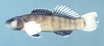 Image of Etheostoma oophylax (Guardian darter)