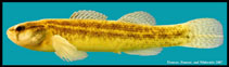 Image of Etheostoma parvipinne (Goldstripe darter)