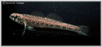 Image of Etheostoma proeliare (Cypress darter)