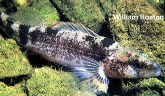 Image of Etheostoma punctulatum (Stippled darter)