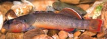 Image of Etheostoma radiosum (Orangebelly darter)