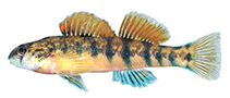 Image of Etheostoma scotti (Cherokee darter)