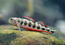 Image of Etheostoma simoterum (Snubnose darter)