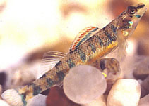 Image of Etheostoma stigmaeum (Speckled darter)