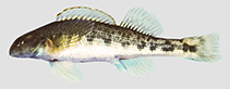 Image of Etheostoma swannanoa (Swannanoa darter)