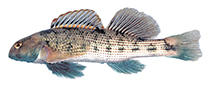 Image of Etheostoma swannanoa (Swannanoa darter)