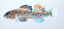 Image of Etheostoma tecumsehi (Shawnee darter)