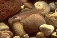 Image of Etheostoma tippecanoe (Tippecanoe darter)