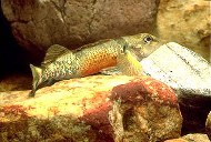 Image of Etheostoma variatum (Variegate darter)