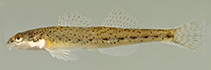 Image of Etheostoma vitreum (Glassy darter)