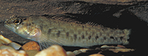 Image of Etheostoma wapiti (Boulder darter)