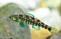 Image of Etheostoma zonale (Banded darter)