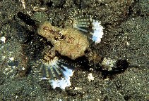 Image of Eurypegasus draconis (Short dragonfish)