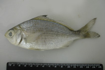 Image of Eucinostomus havana (Bigeye mojarra)