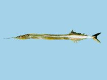 Image of Euleptorhamphus viridis (Ribbon halfbeak)