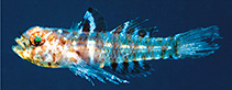 Image of Eviota amphipora (Twinpore dwarfgoby)