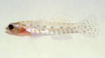 Image of Eviota ancora (Hookcheek dwarfgoby)