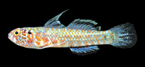 Image of Eviota bimaculata (Twin-occipital dwarfgoby)