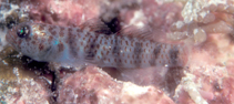 Image of Eviota epiphanes (Divine dwarfgoby)