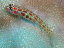 Image of Eviota guttata (Spotted dwarfgoby)