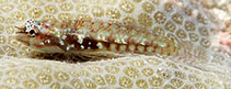 Image of Eviota infulata (Shouldermark dwarfgoby)