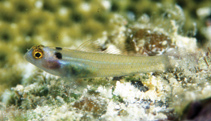 Image of Eviota karaspila (Eastern headspot dwarfgoby)