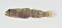 Image of Eviota lacrimosa (Weeping dwarfgoby)