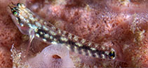 Image of Eviota longirostris (Long-snout dwarfgoby)