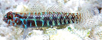 Image of Eviota maculosa (Polkadot dwarfgoby)