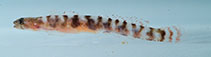 Image of Evermannichthys metzelaari (Sponge goby)