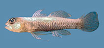 Image of Eviota nigrispina (Blackspine dwarfgoby)