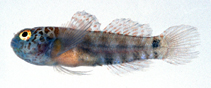 Image of Eviota rubriguttata (Redspotfin dwarfgoby)