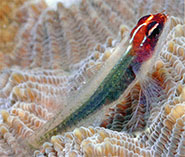 Image of Eviota rubriceps (Redhead dwarfgoby)