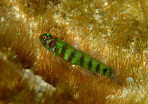 Image of Eviota saipanensis (Saipan dwarfgoby)