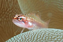 Image of Eviota sigillata (Adorned dwarfgoby)