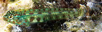 Image of Eviota smaragdus (Emerald dwarfgoby)