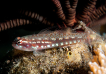 Image of Eviota spilota (Spottedfin dwarfgoby)