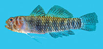 Image of Eviota tigrina (Tiger dwarfgoby)