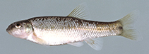 Image of Exoglossum laurae (Tonguetied minnow)